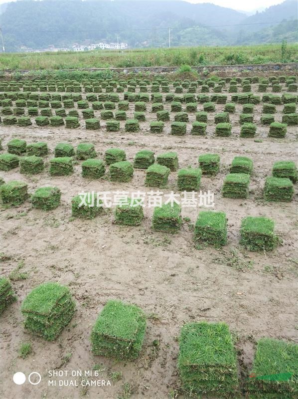 湖南草皮價格