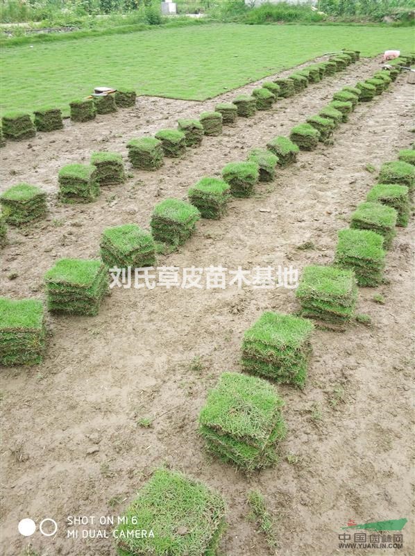 馬尼拉草皮殺菌、降塵