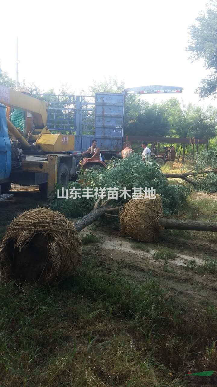 15公分國槐價格2017年報價