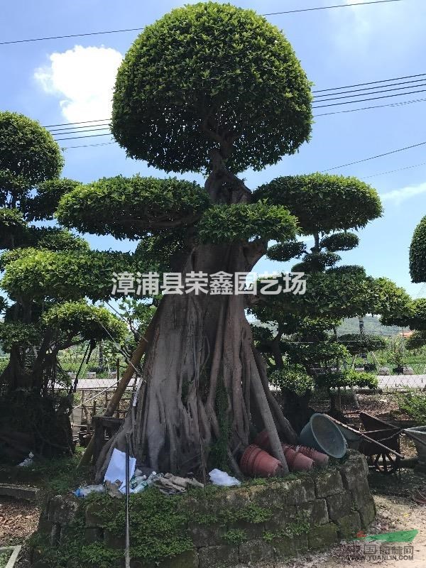 福建漳州精品造型小葉榕