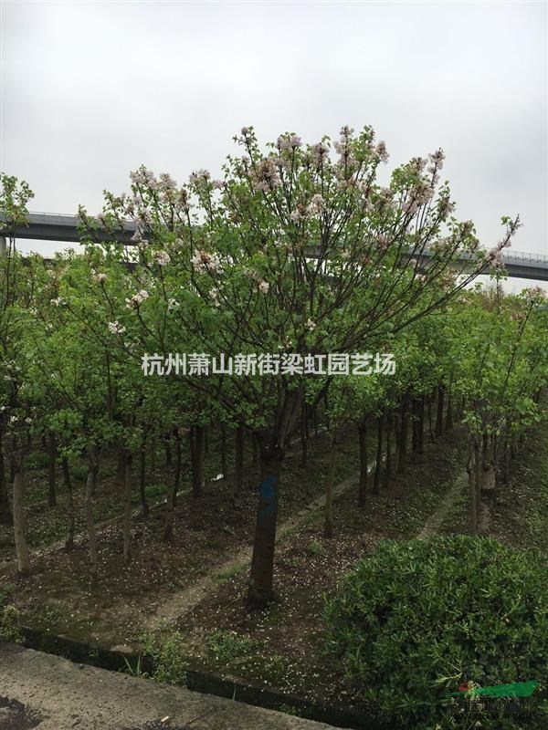 紫丁香，2020年紫丁香，蕭山苗木，紫丁香價格優惠