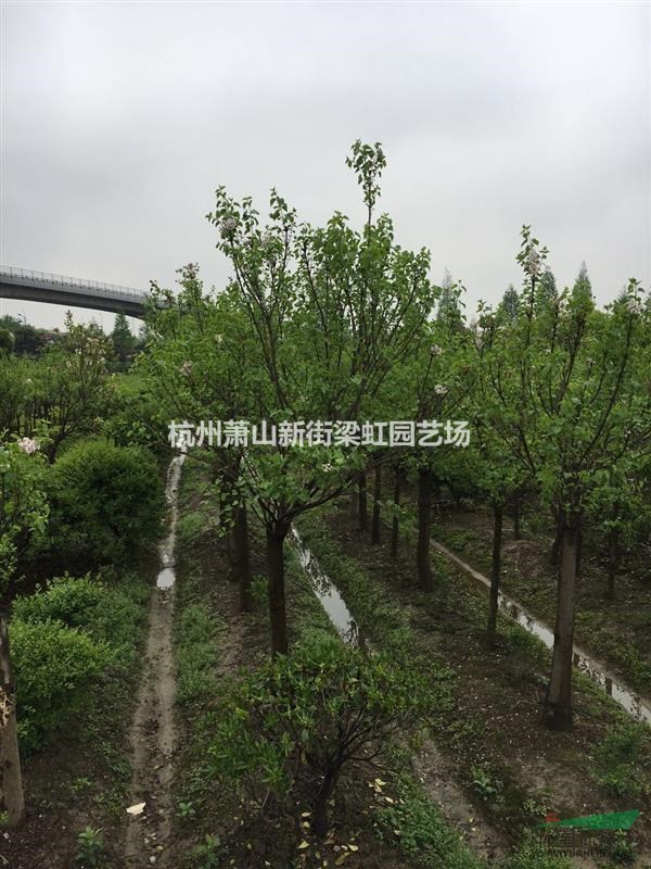 紫丁香，2020年紫丁香，蕭山苗木，紫丁香價格優惠