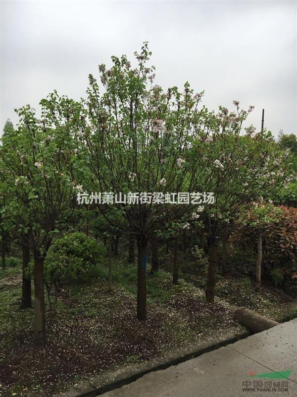 紫丁香，2020年紫丁香，蕭山苗木，紫丁香價格優惠