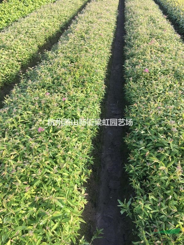 大量粉花繡線菊，2020年粉花繡線菊，蕭山苗木，蕭山苗木直銷