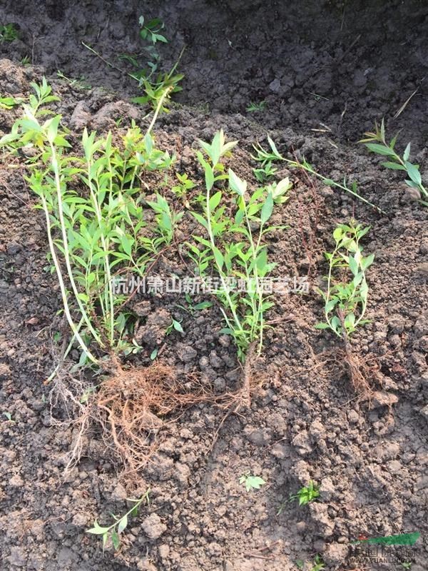 大量粉花繡線菊，2020年粉花繡線菊，蕭山苗木，蕭山苗木直銷