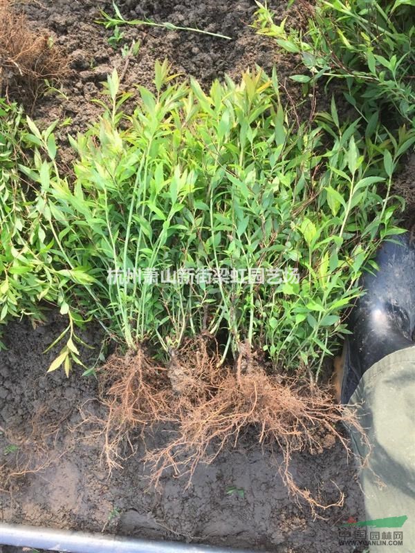 大量粉花繡線菊，2020年粉花繡線菊，蕭山苗木，蕭山苗木直銷