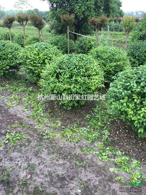 蕭山基地小葉女貞，小葉女貞球，2020年小葉女貞，蕭山苗木