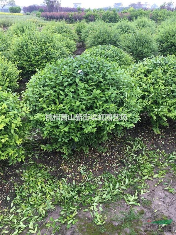 蕭山基地小葉女貞，小葉女貞球，2020年小葉女貞，蕭山苗木