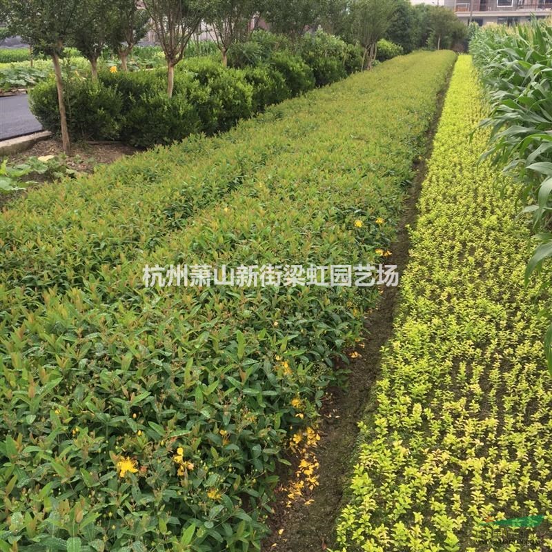 金絲桃杯苗，2020年金絲桃，蕭山苗木直銷