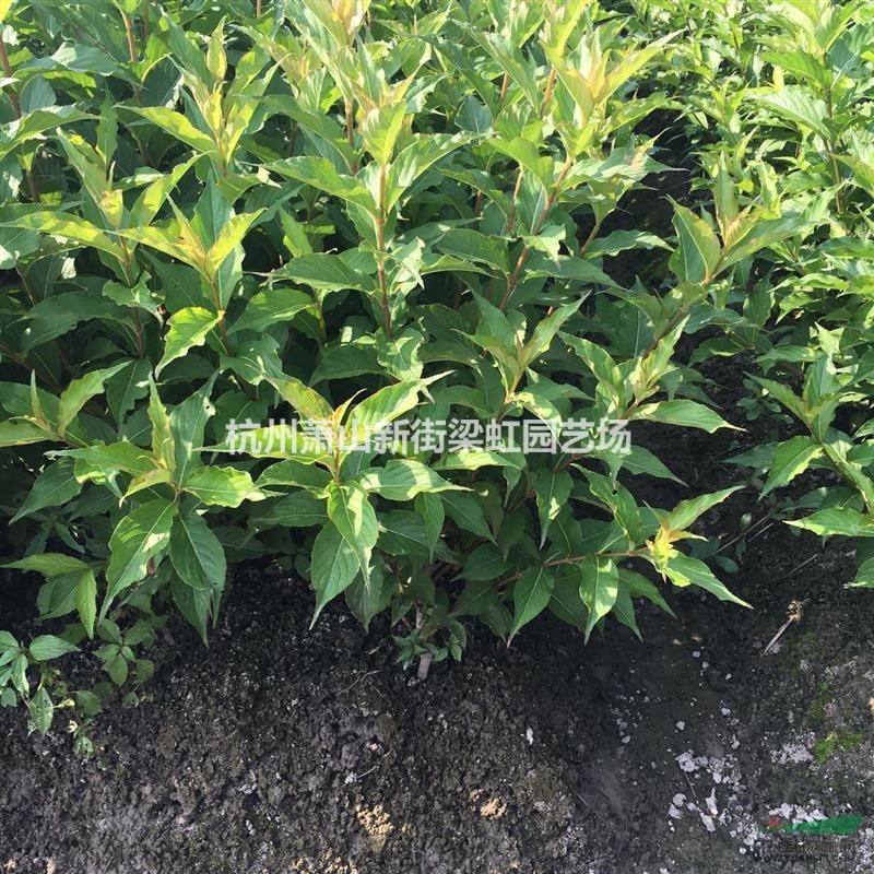 紅王子錦帶，2020年紅王子錦帶，蕭山苗木，蕭山苗木直銷