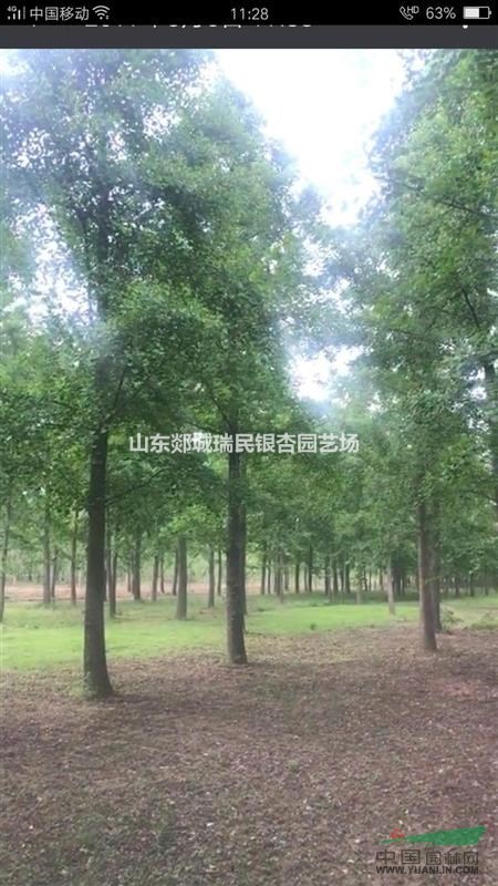 銀杏樹:精品，一般，差，應(yīng)有盡有，質(zhì)量優(yōu)，價格美麗！