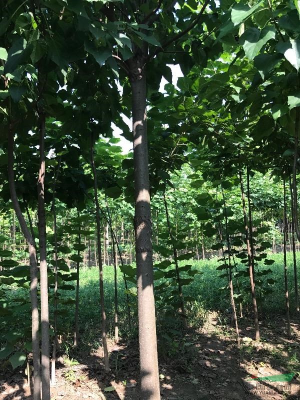 河南周口楸樹基地