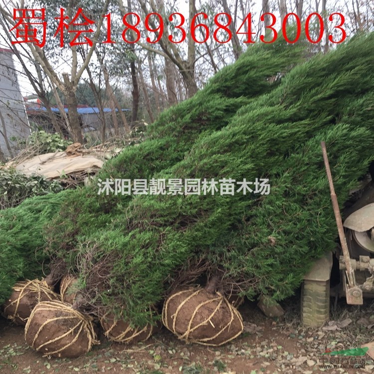 桧柏价格 桧柏基地 蜀桧 洒金柏 铺地柏