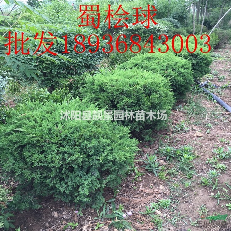 桧柏价格 桧柏基地 蜀桧 洒金柏 铺地柏