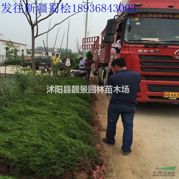 桧柏价格 桧柏基地 蜀桧 洒金柏 铺地柏