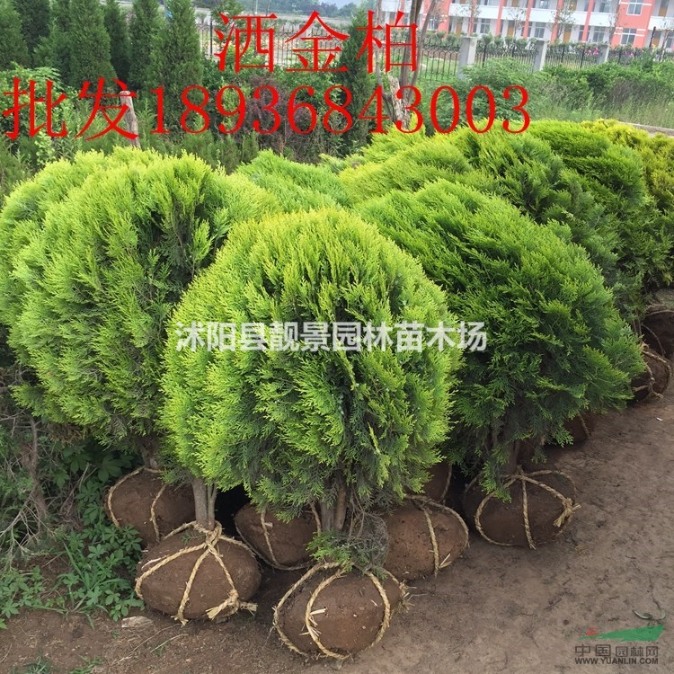 洒金柏价格 洒金柏基地 洒金柏球 沙地柏 铺地柏