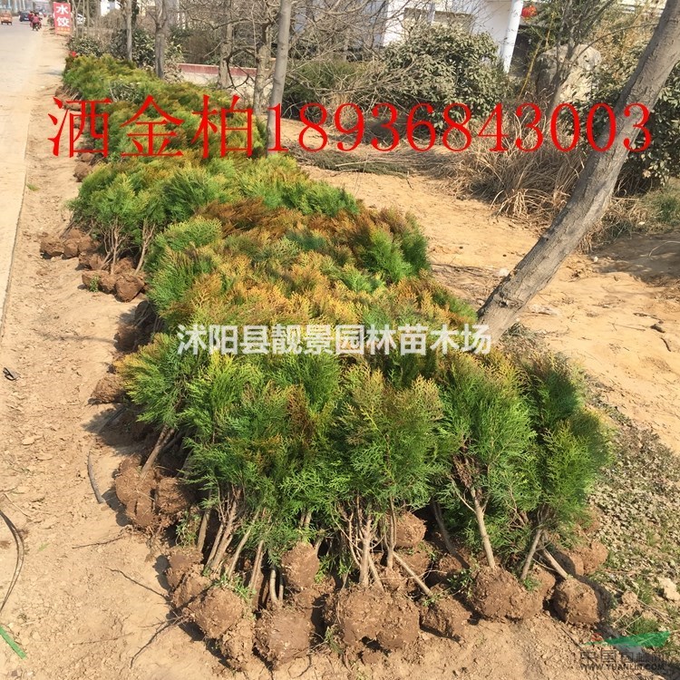 洒金柏价格 洒金柏基地 洒金柏球 沙地柏 铺地柏