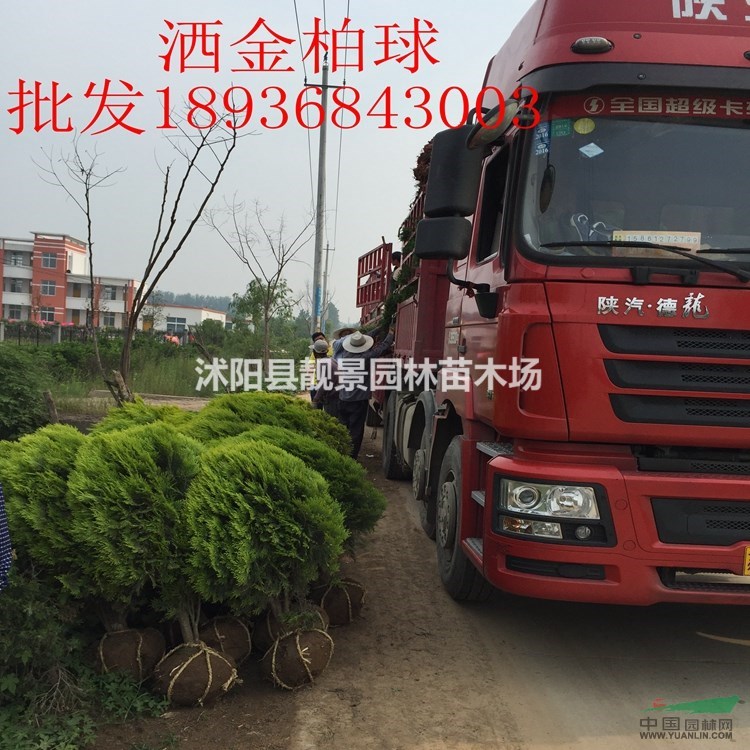 洒金柏价格 洒金柏基地 洒金柏球 沙地柏 铺地柏