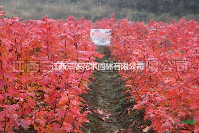 5公分紅楓多少錢(qián) 美國(guó)紅楓大型基地