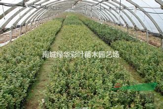 南方夏普藍 江西藍莓樹苗供應 南方夏普藍藍莓組培苗供應