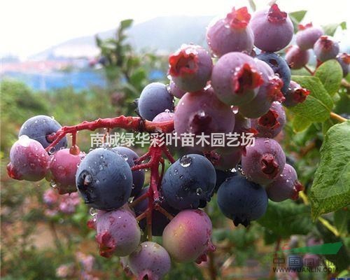 南方夏普藍 江西藍莓樹苗供應 南方夏普藍藍莓組培苗供應