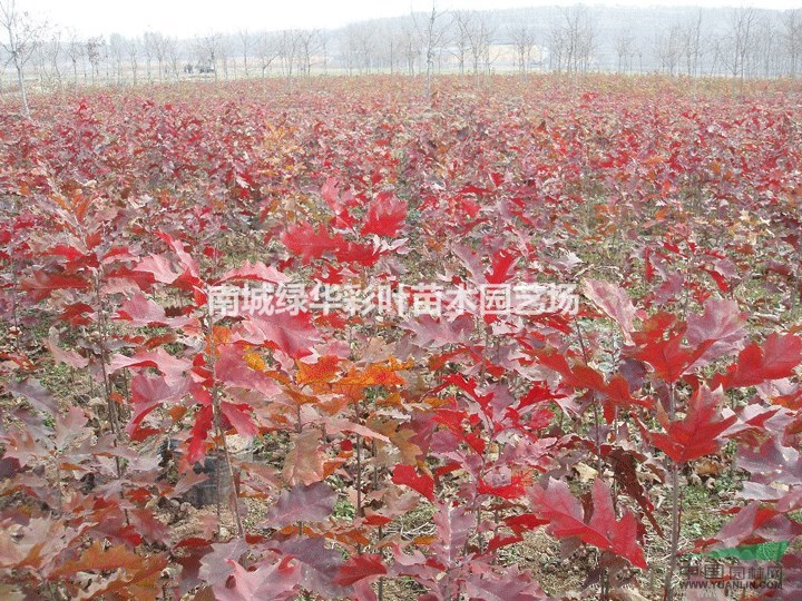  歐洲紅櫟 紅橡樹 歐洲紅橡樹小苗供應 正宗歐洲紅櫟小苗供應