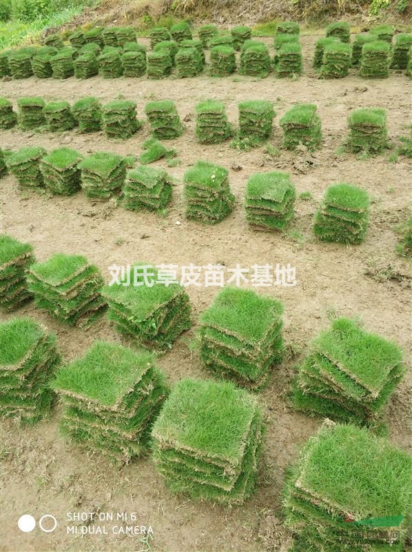 草皮苗木行業(yè)前景分析