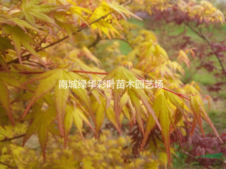 正宗金桂黃楓 金貴黃楓 黃楓小苗彩葉苗綠化苗木出售