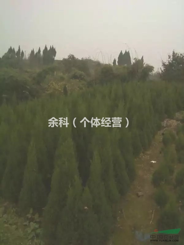 塔柏，  塔柏找買主