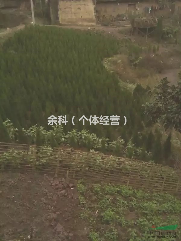 塔柏，  塔柏找買主