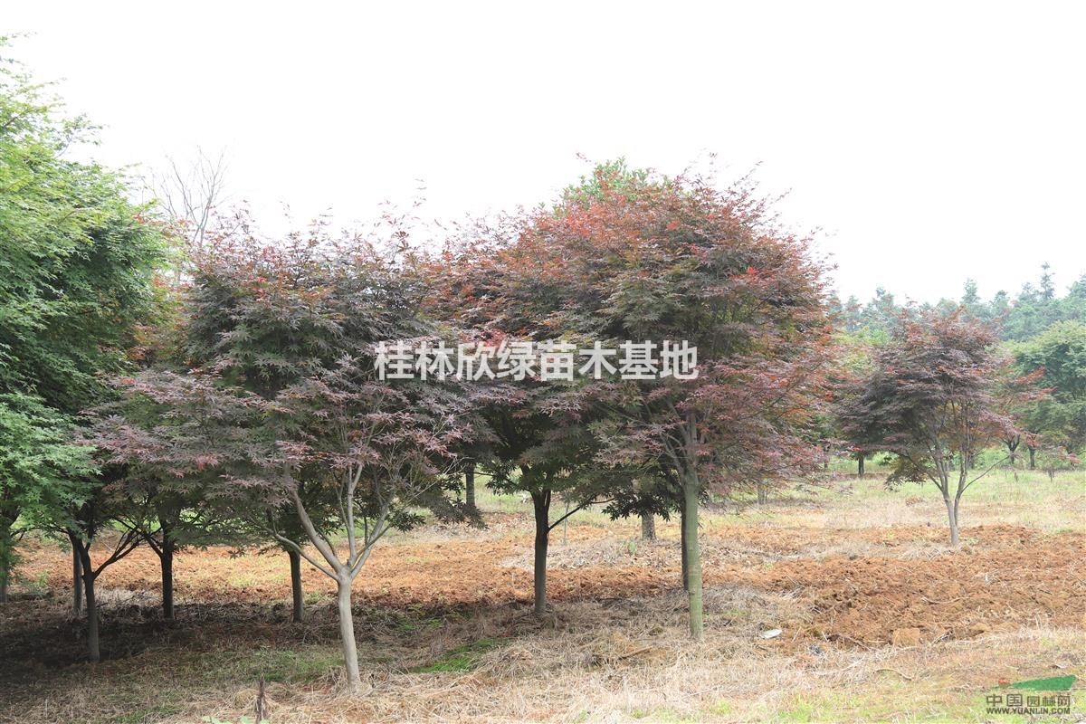 桂林地区大量供应各种规格三季红枫