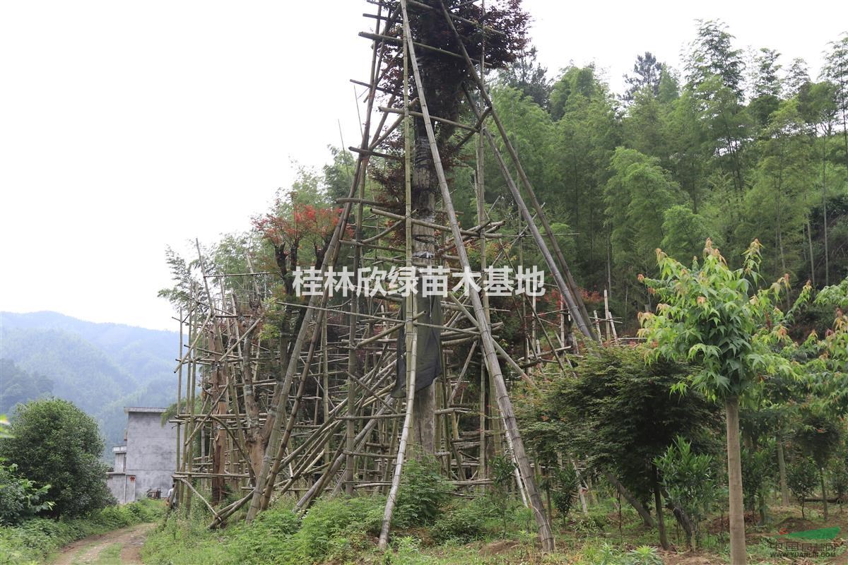 桂林地區(qū)供應(yīng)稀有紅楓