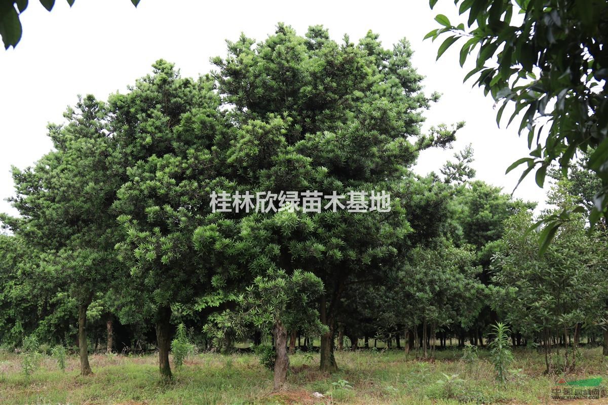 桂林地區(qū)供應(yīng)各種規(guī)格羅漢松
