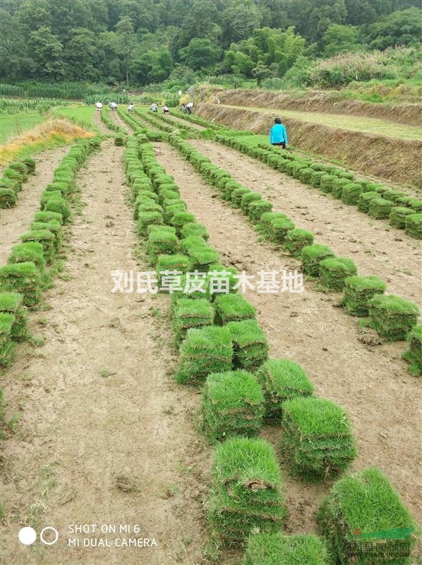 湖南郴州馬尼拉一手貨源實時報價