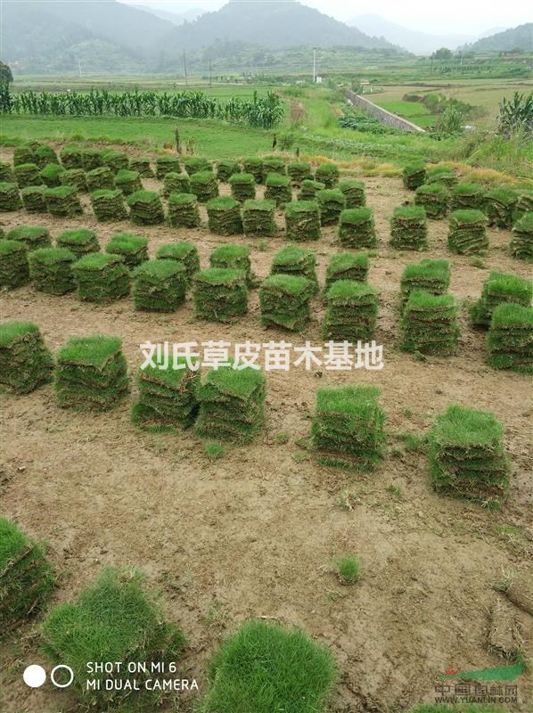 湖南郴州馬尼拉一手貨源實時報價