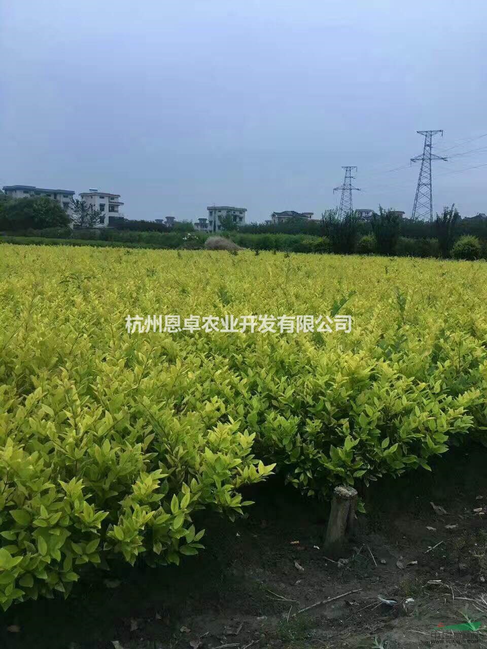 供應(yīng)大量金森女貞 浙江蕭山貨源 有需要聯(lián)系