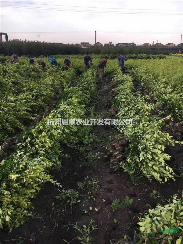 供應(yīng)大量金森女貞 浙江蕭山貨源 有需要聯(lián)系