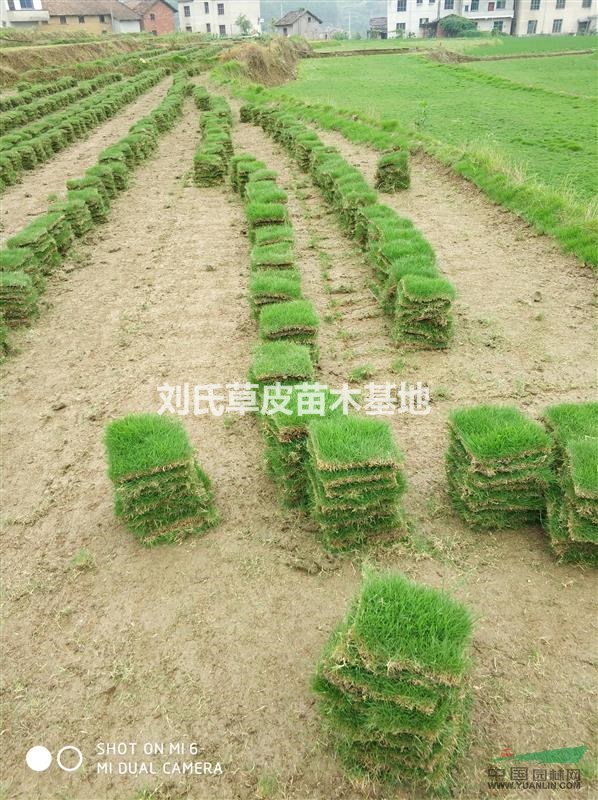馬尼拉：草塊.草卷
