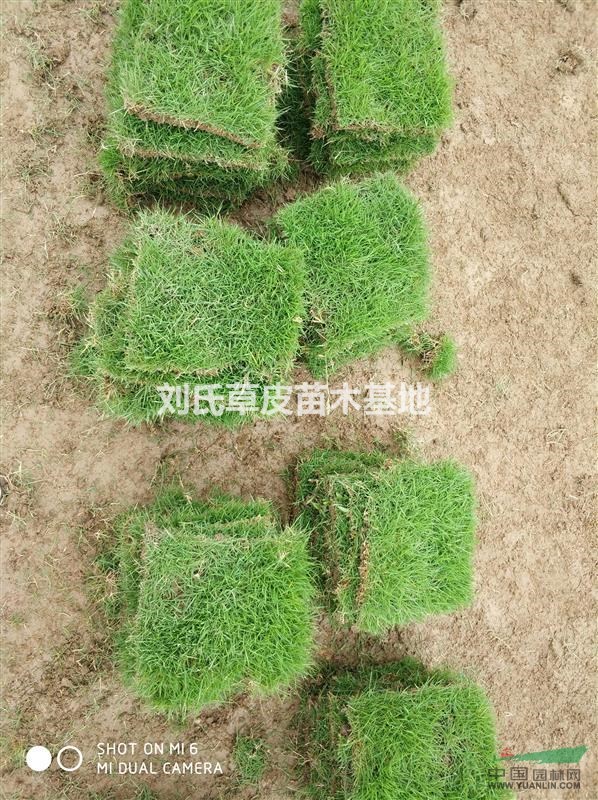 馬尼拉：草塊.草卷