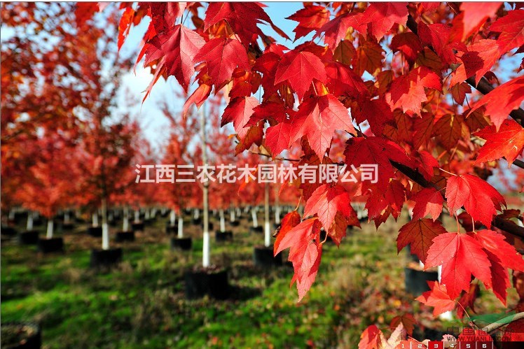 十月光輝紅楓紅葉持久，市場稀有 美國十月光輝價格