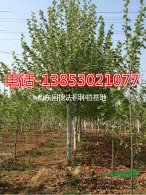 法桐價(jià)格8月份法桐20公分法桐價(jià)格