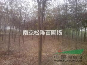 今年10公分15公分20公分30公分櫸樹最低產(chǎn)地報價