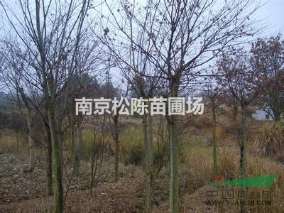 今年10公分15公分20公分30公分櫸樹最低產(chǎn)地報價