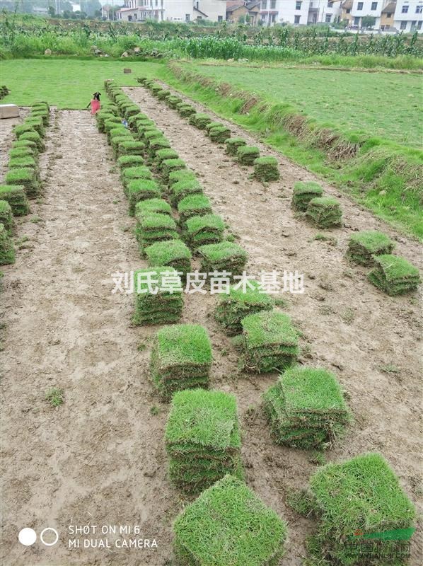 湖南郴州馬尼拉草皮基地介紹