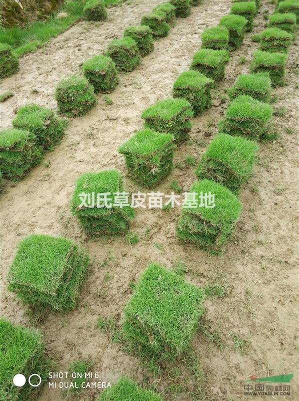 湖南郴州馬尼拉草皮基地介紹