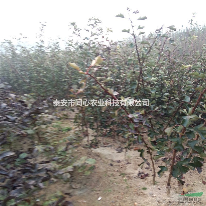 1公分山楂苗 嫁接山楂苗價(jià)格便宜 保證品種純度