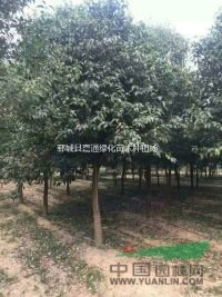 徑10公分獨干大葉女貞價格12公分大葉女貞價格