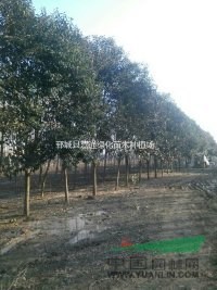 米徑14公分大葉女貞價(jià)格15公分大葉女貞全冠價(jià)格