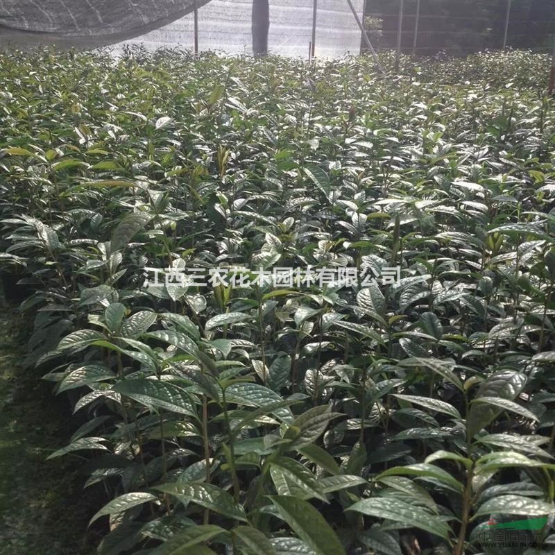 茶花樹價(jià)格 H20-40公分防普金花茶基地