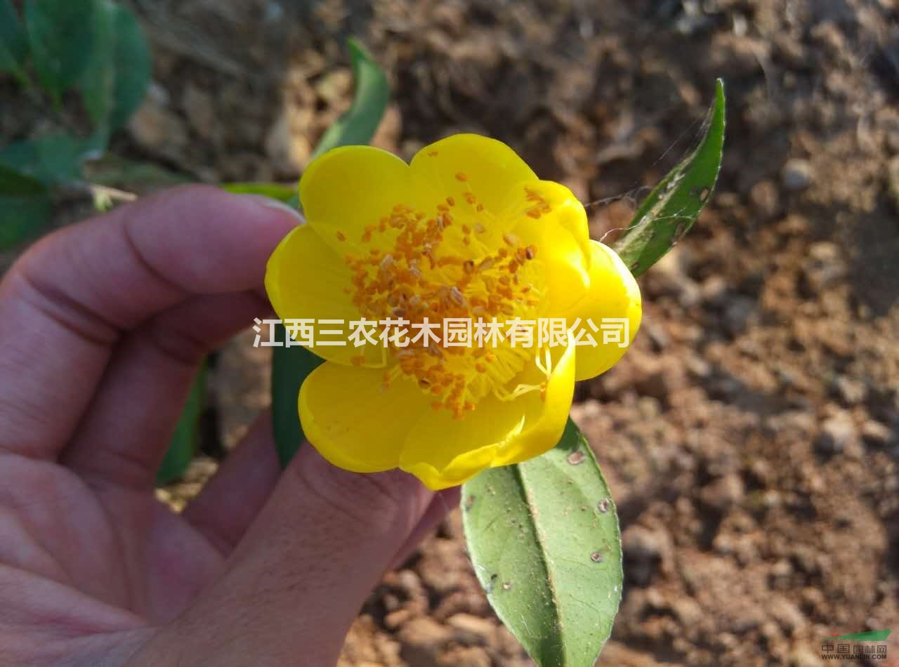 茶花樹(shù)批發(fā)價(jià) H20-40四季金花茶介紹